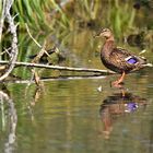 Marche sur l'eau