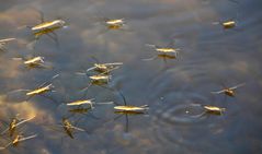 marcher sur l'eau !!!!