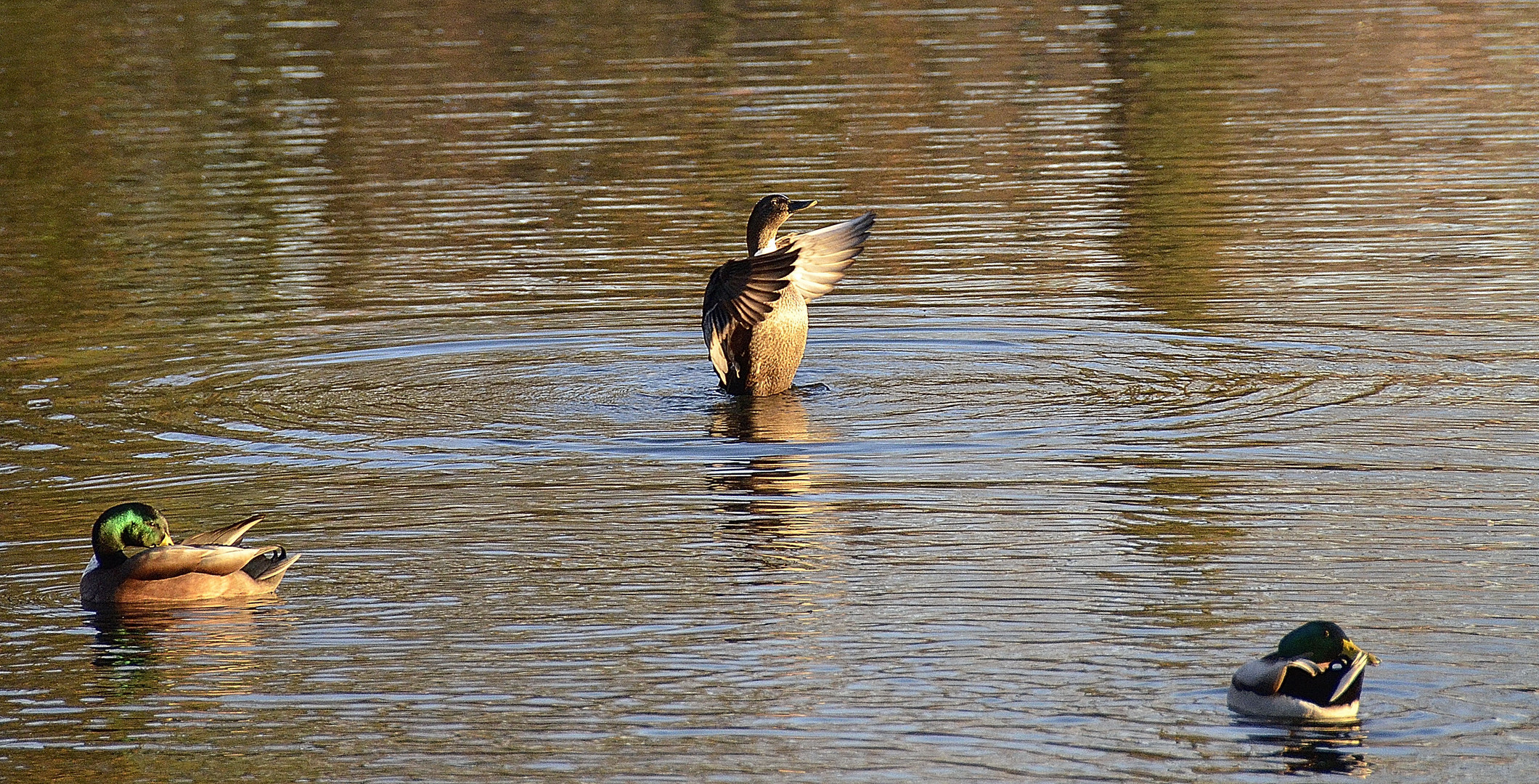 Marcher sur l'eau ...