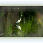 Marcher sur l'eau