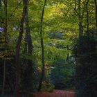 Marcher sur les feuilles mortes 