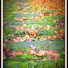 Marches d'automne