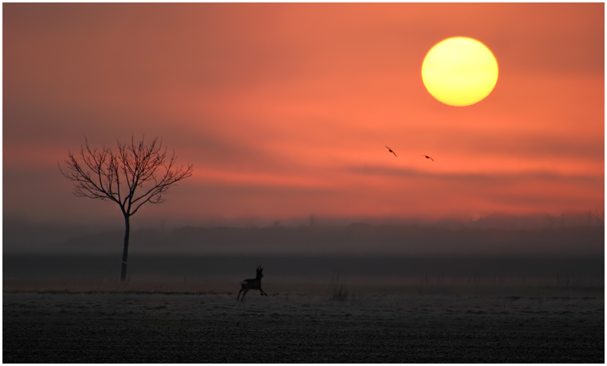 Marchfeld-Sonnenaufgang