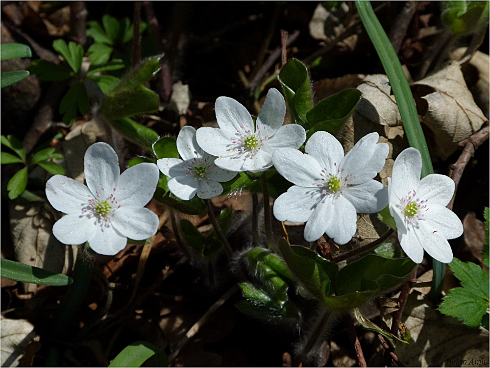 ...Marchfelder Frühlingsimpressionen.....(2)...