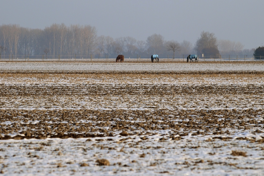 marchfeldwinter [2]