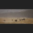 Marching Buffalos