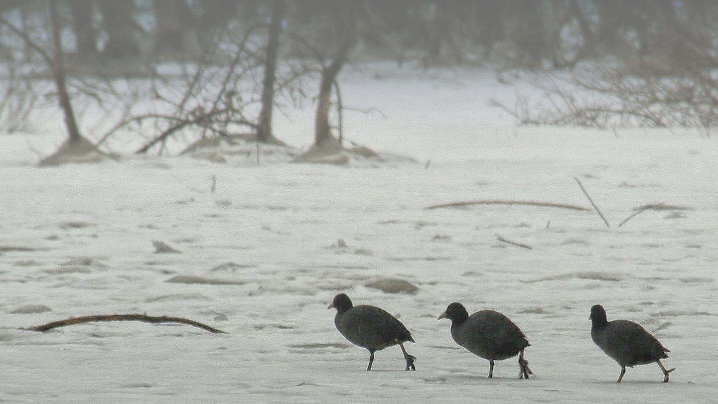 marching on the frozen lake