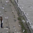 Marco and the birds.