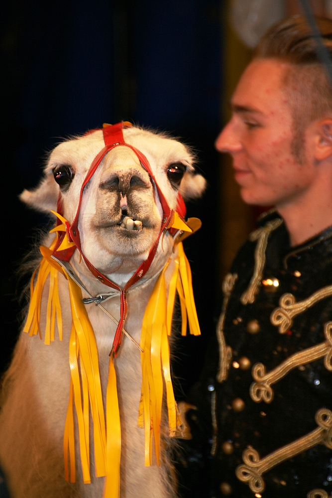 Marco vom Zirkus Charles Monroe mit Lama