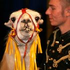 Marco vom Zirkus Charles Monroe mit Lama