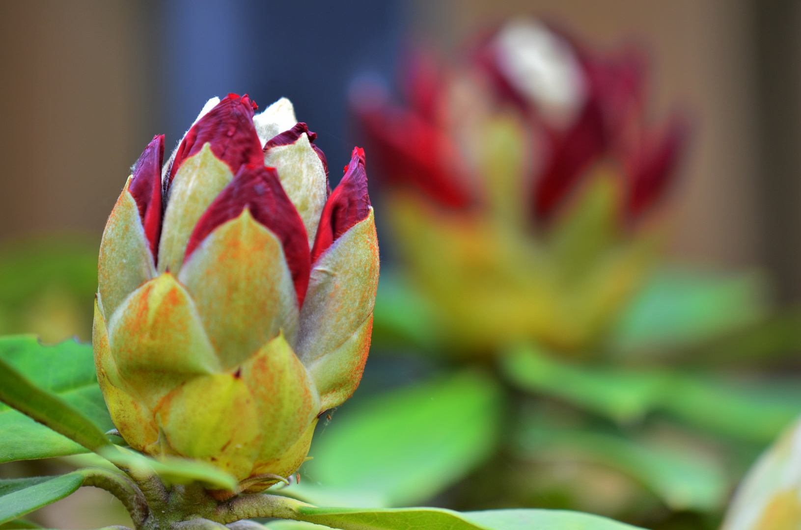 Marco von Rhododendron Blume