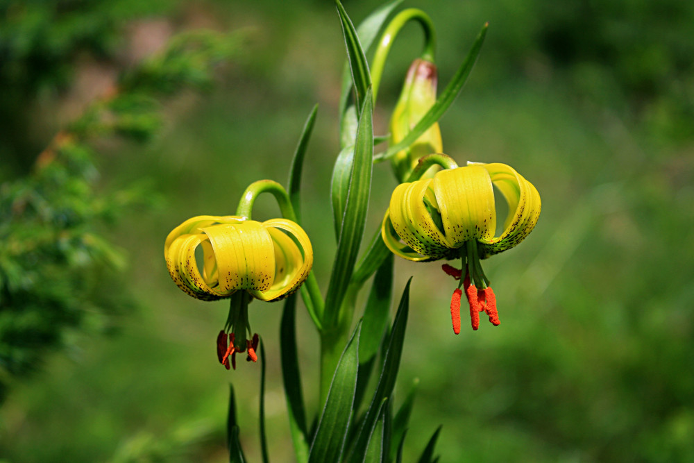 marcolic groc ( lilium pyrenaico