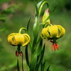 marcolic groc ( lilium pyrenaico