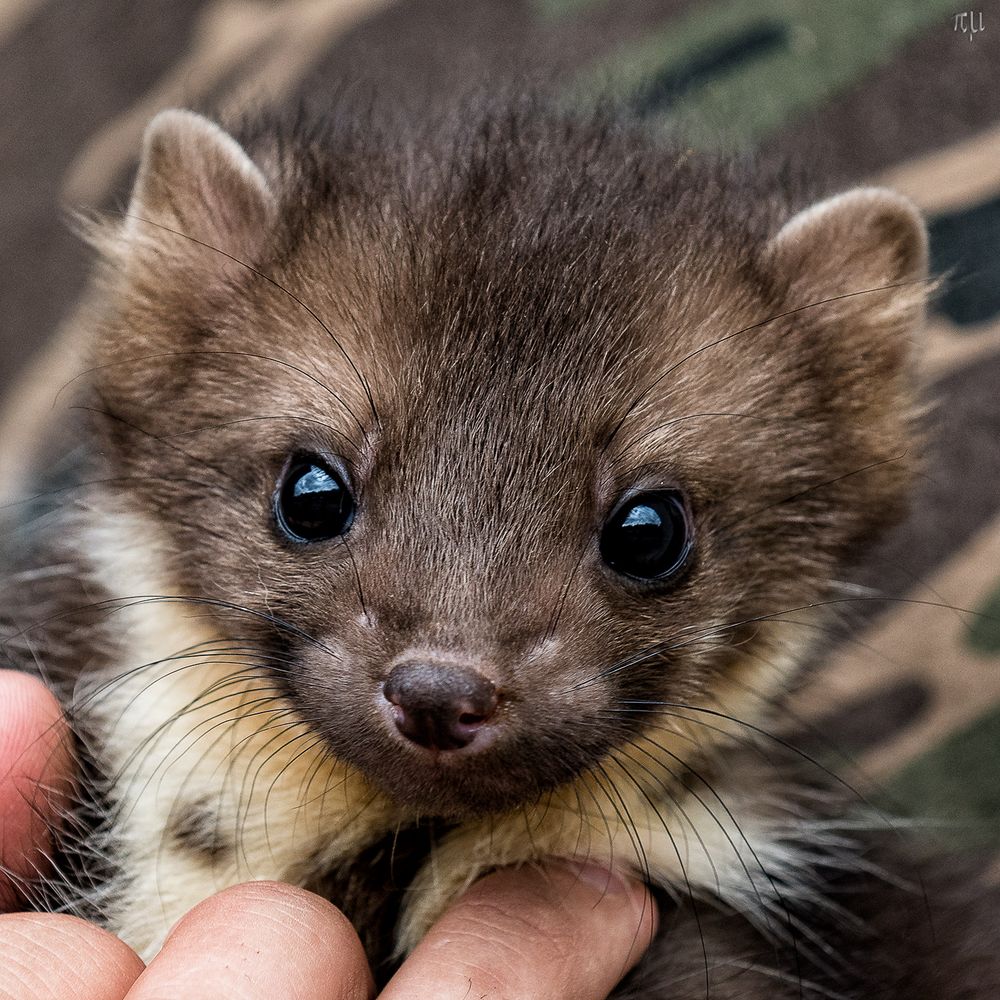 Marder Foto &amp; Bild natur, tiere, wildlife Bilder auf