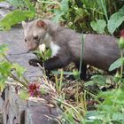 Marder im Garten