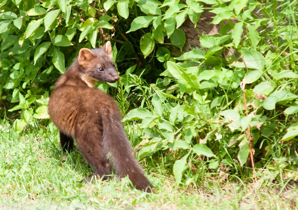 Marder in freier Wildbahn Foto &amp; Bild tiere, wildlife