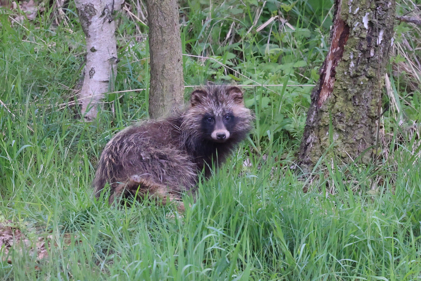 Marderhund