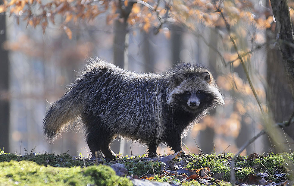 Marderhund