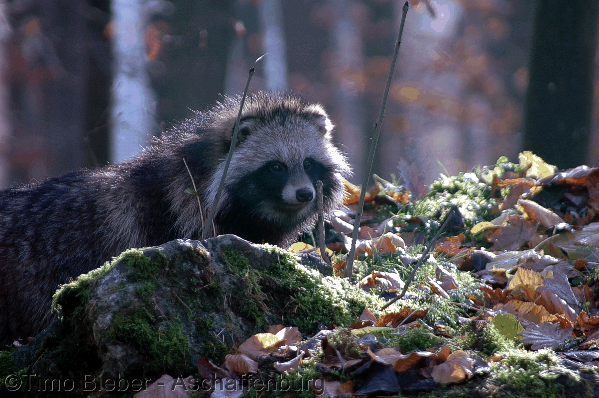 Marderhund auf der Lauer