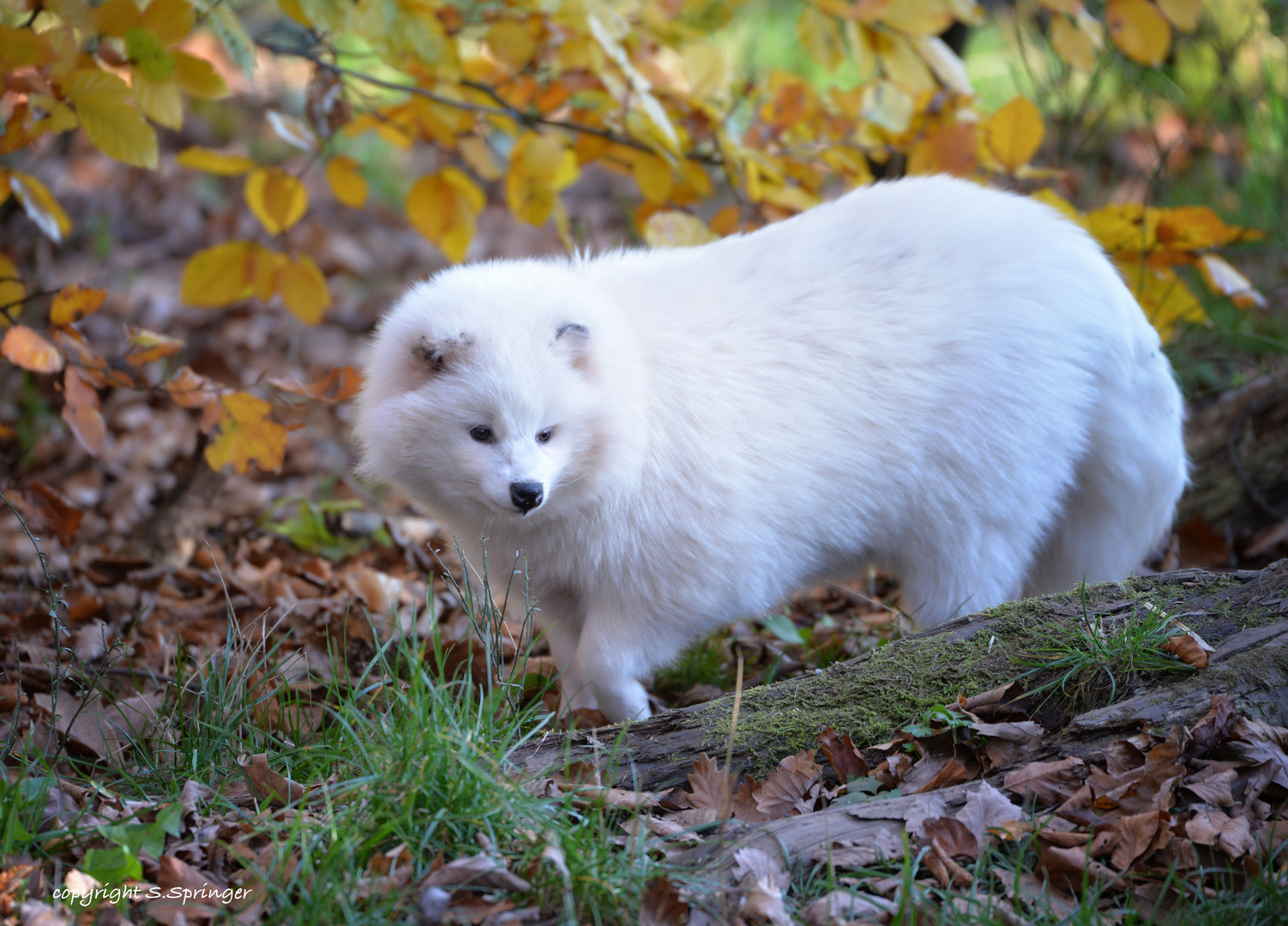 Marderhund auf Entdeckungstour....