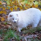 Marderhund auf Entdeckungstour....