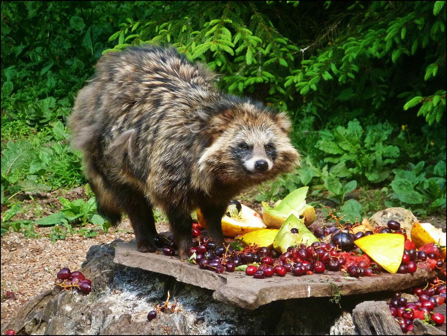 Marderhund beim Frühstück