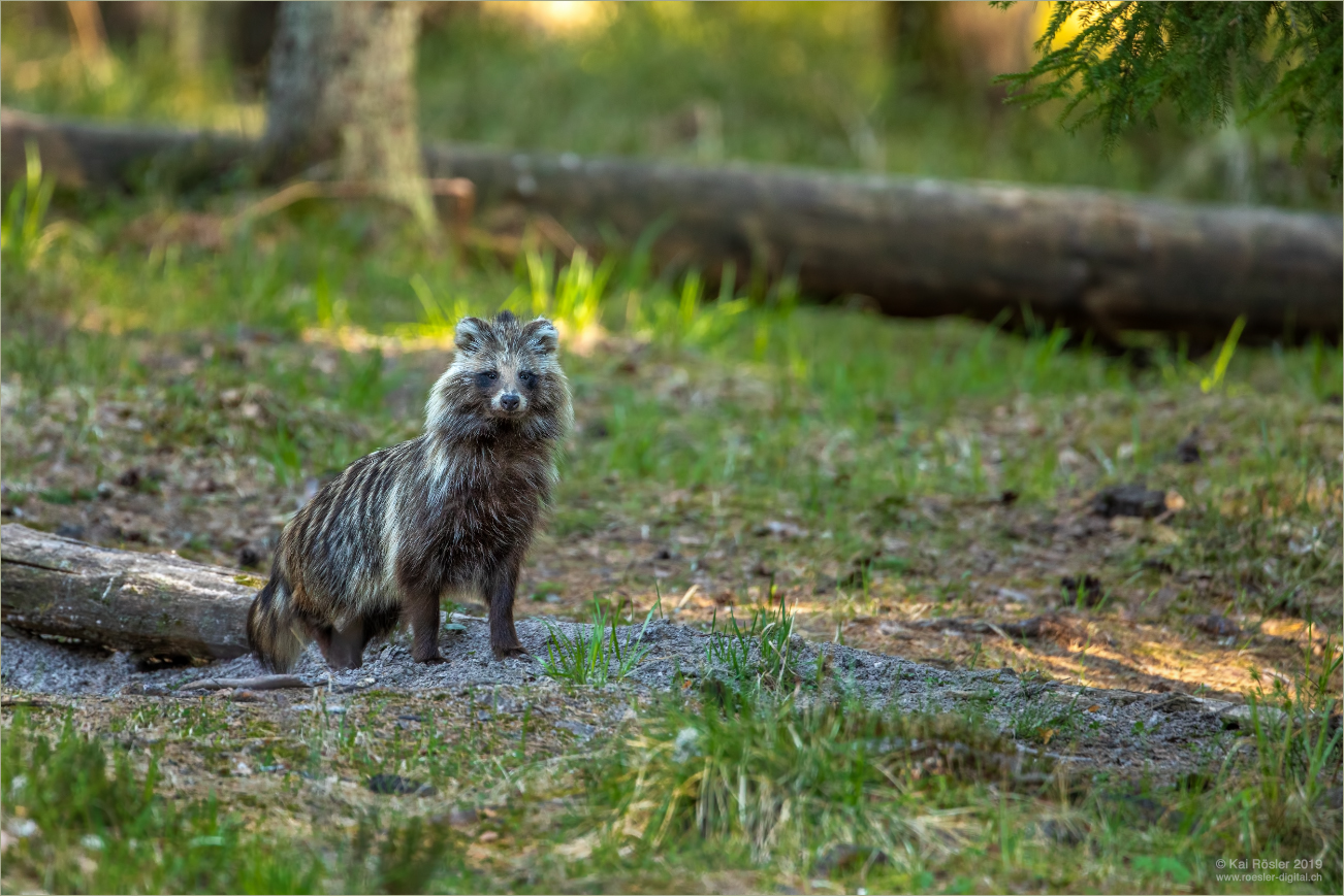 Marderhund