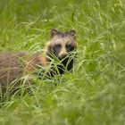 Marderhund Drömling (1 von 1)