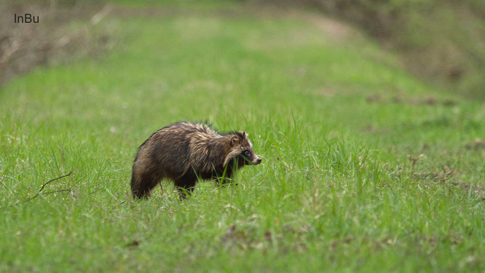 Marderhund