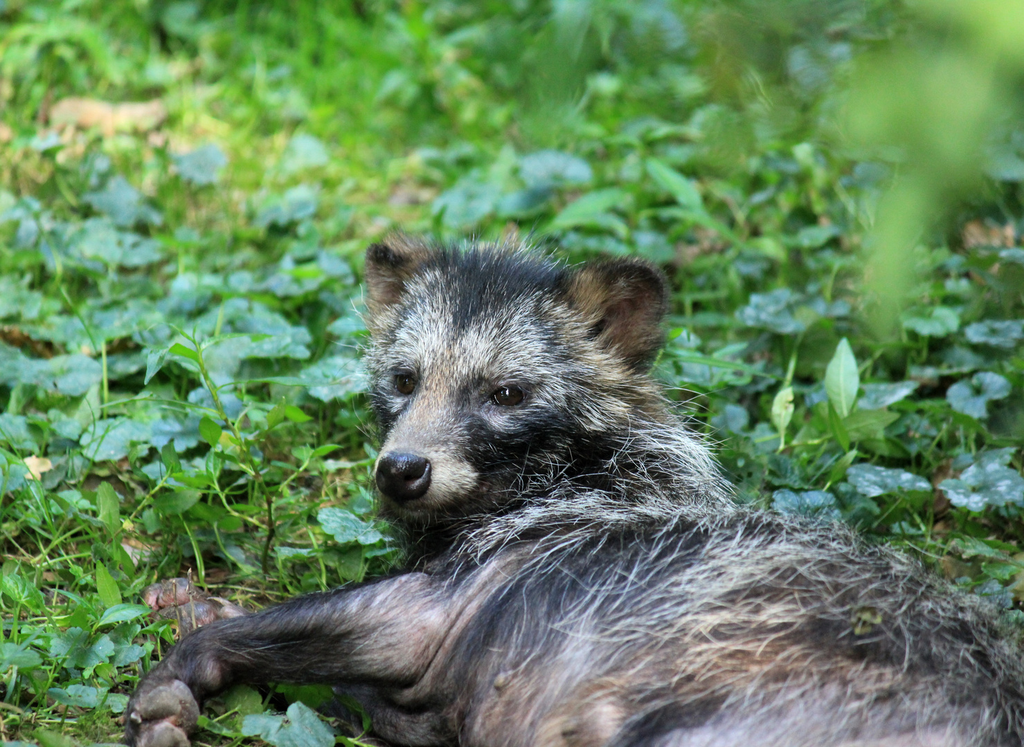 Marderhund (Enok) Biotopwildpark Anholter Schweiz