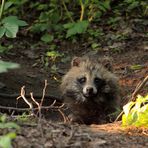 Marderhund Fähe (Nyctereutes procyonoides)