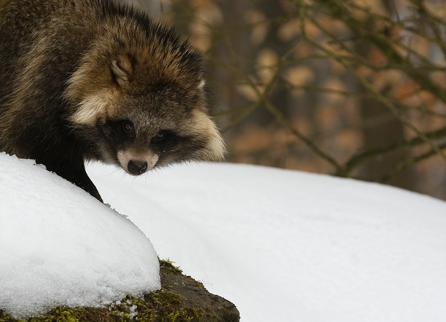 Marderhund im Schnee