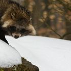 Marderhund im Schnee