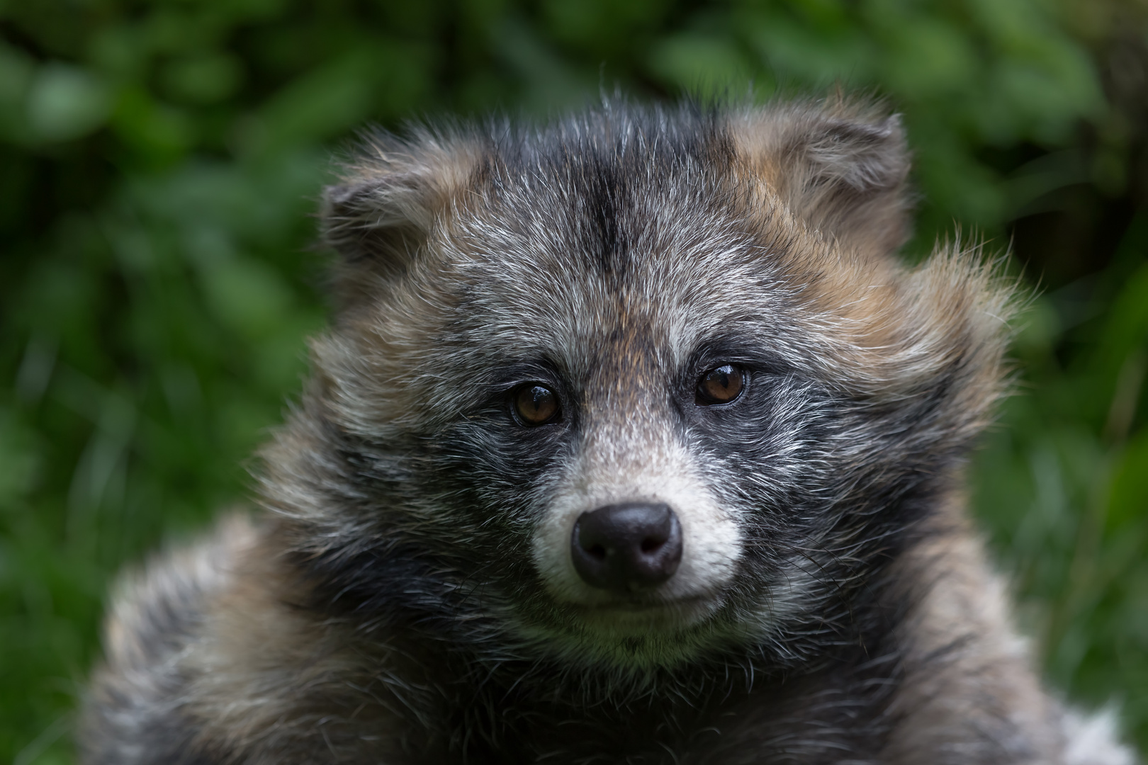 Marderhund im Wildpark Bad Megrentheim