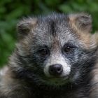 Marderhund im Wildpark Bad Megrentheim