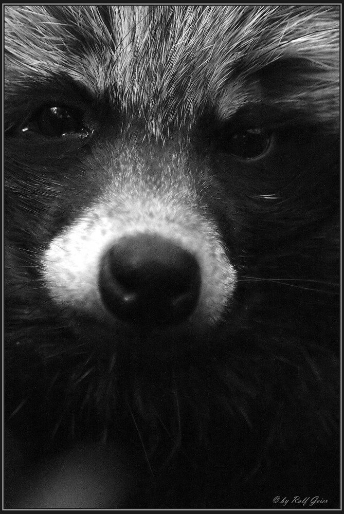 Marderhund Macro S/W