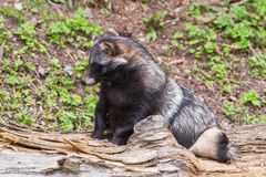 Marderhund (Nyctereutes procyonoides)