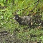 Marderhund (Nyctereutes procyonoides)