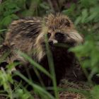 Marderhund Pärchen wildlife