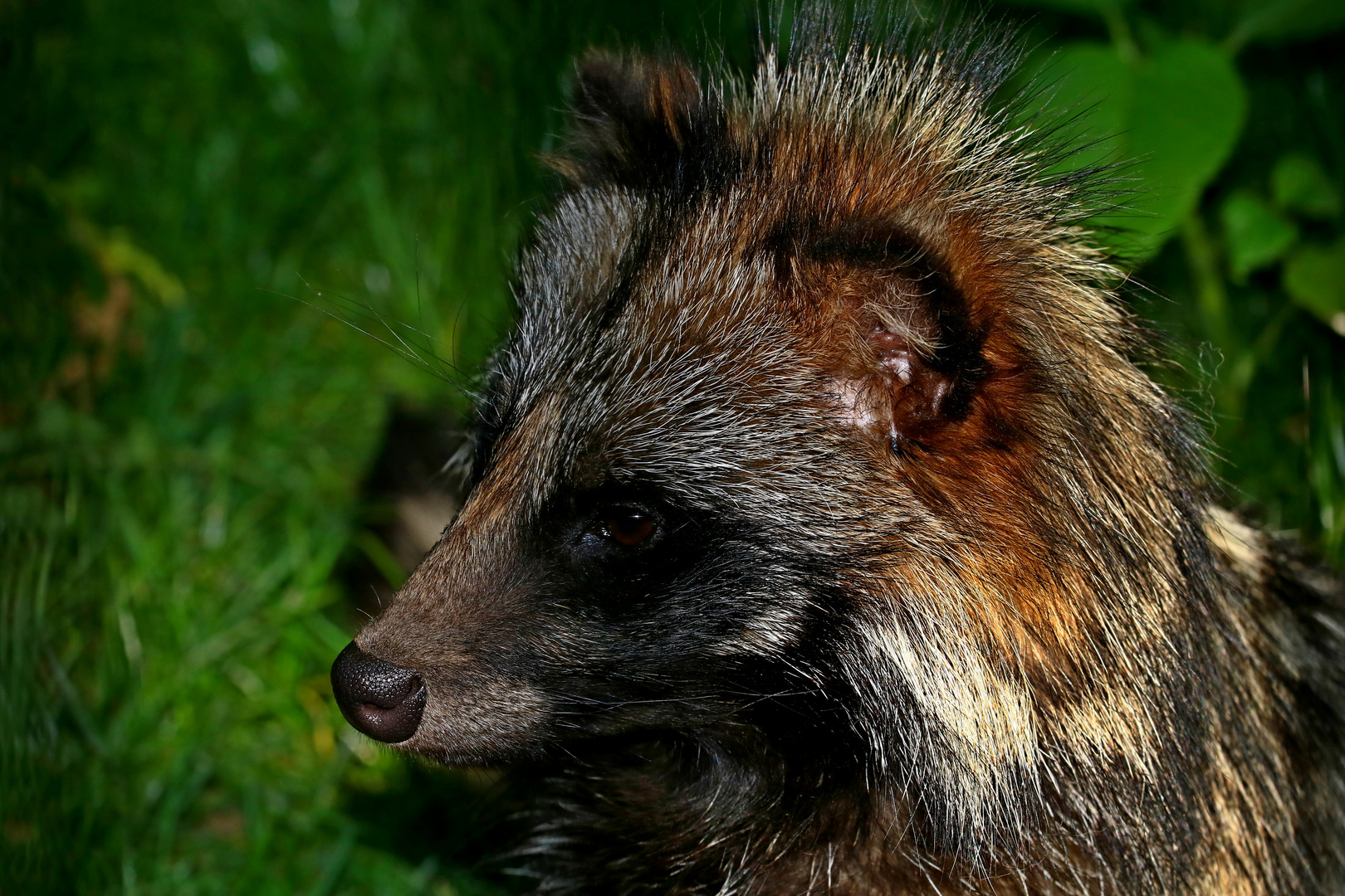 Marderhund Portrait