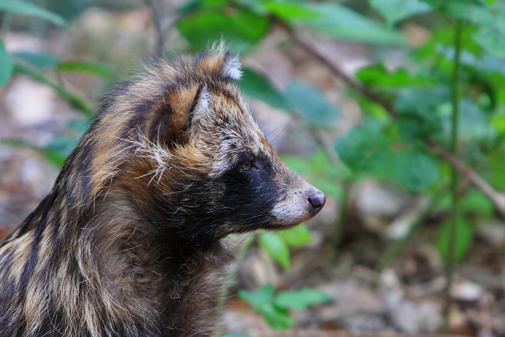 Marderhund-Profil