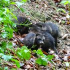 Marderhund , Tanuki oder auch Enok genannt