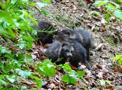 Marderhund , Tanuki oder auch Enok genannt