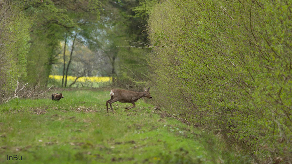 Marderhund und Reh