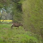 Marderhund und Reh