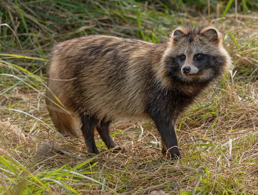 Marderhund ursprünglich aus Ostasien wurde