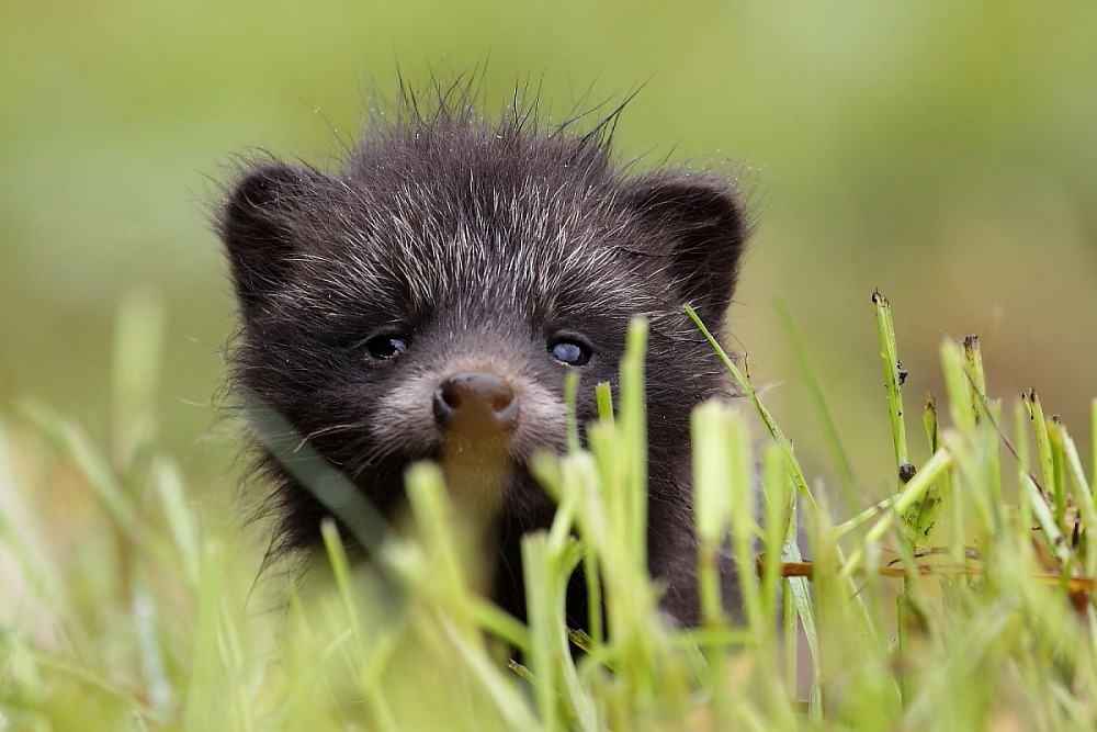 Marderhund Welpe Wildlife