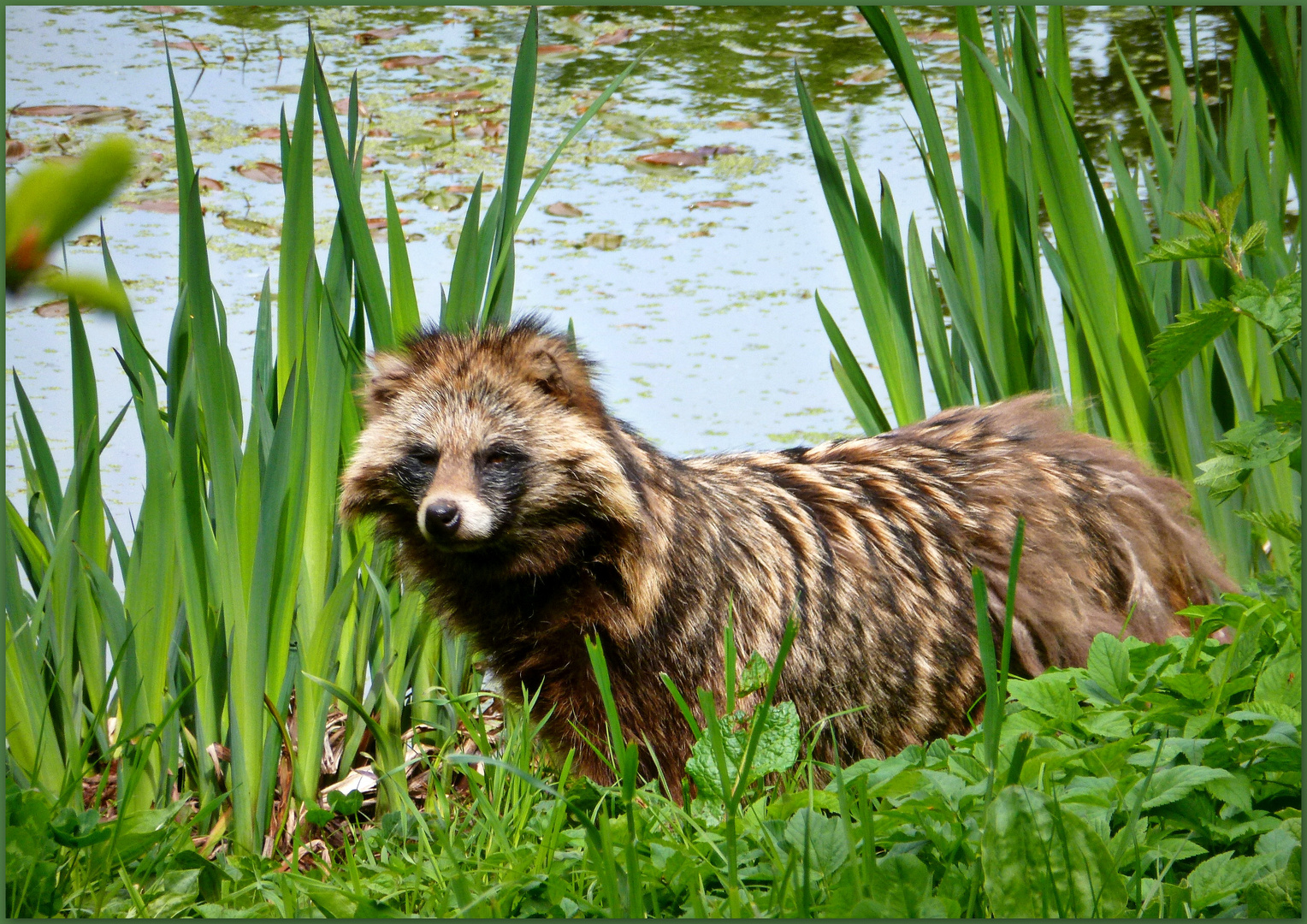 Marderhund - Wildpark Neuhaus/Solling