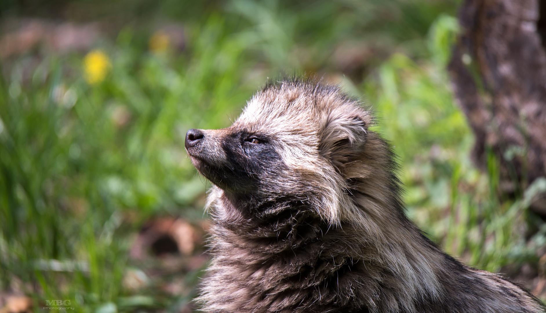 Marderhund wittert Fotografen