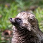 Marderhund wittert Fotografen